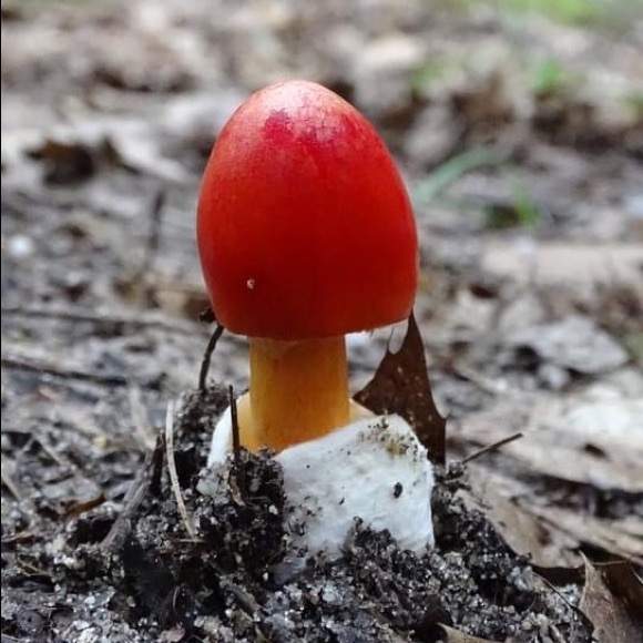 Meet your Posher, Eva - Picture 6 of 9